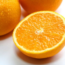 ZD6113n_【2026年先行予約】【産直】有田産清見オレンジ 約5kg 