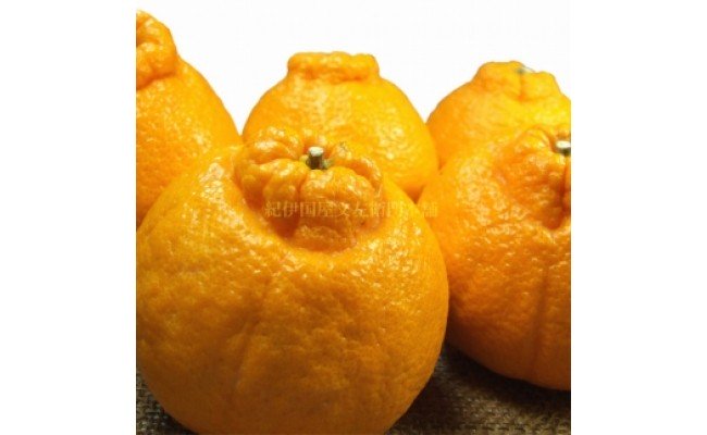 V7413_デコ 不知火 約2.8kg 和歌山県有田産 春みかん (果実サイ