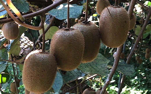 ZE6187n_【2026年先行予約】和歌山県産 キウイフルーツ 3.6kg (