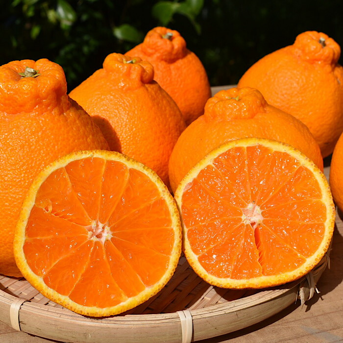 ZE6110n_【2026年先行予約】有田の不知火(しらぬひ)　6玉 （L