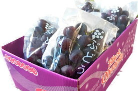 G7088_【2026年 先行予約】 紀州有田産 ブラックオリンピア (