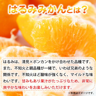 G7056_【2027年先行予約】果肉ぷりぷり! 完熟 はるみ 5kg