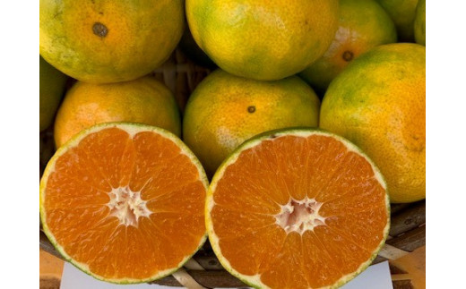 BF6040n_【数量限定】 ゆら早生みかん 5kg 赤秀 ２Sサイズ