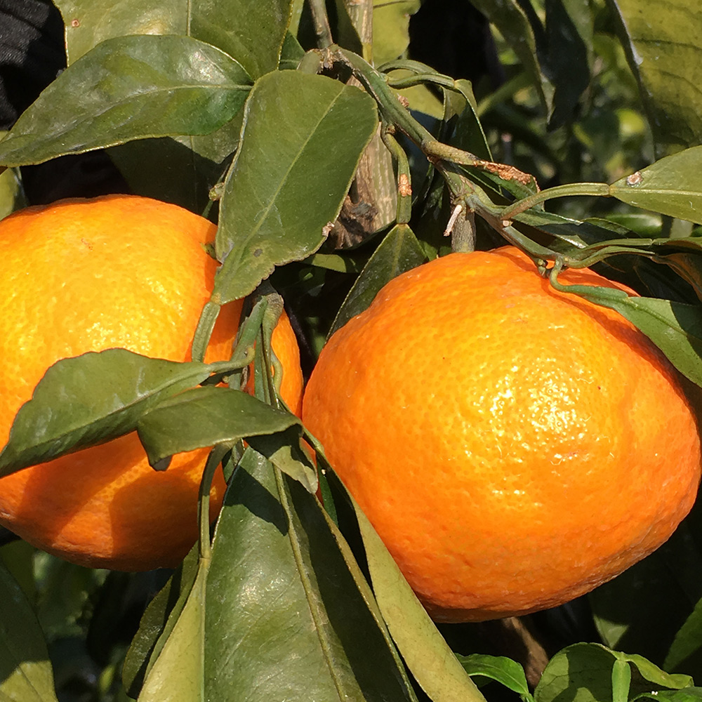 ZT6211n_【2026年先行予約】こだわりの カラマンダリン 【訳あ