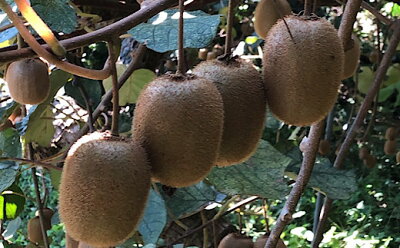 ZE6362n_【2026年先行予約】キウイフルーツ 約 1.2kg M ～ 4Lサイ