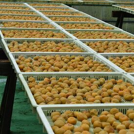 BL6151_定期便 紀州南高梅 7種の風味 1.2kg × 12ヶ月 ご家庭用 