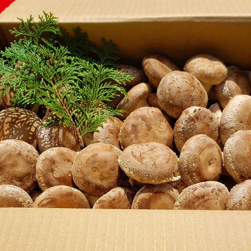 DM6001n_最高級 肉厚椎茸 清流椎茸 1.5kg【しいたけ シイタケ 