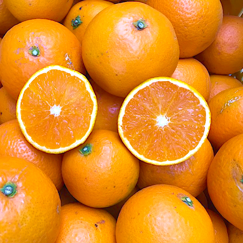 BL6158n_【先行予約】【2026年先行予約】 家庭用 清見 約 5kg S