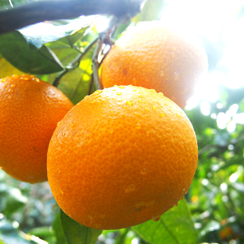 U6226n_【2026年先行予約】紅八朔 秀品 約10kg Lサイズ 和歌山県