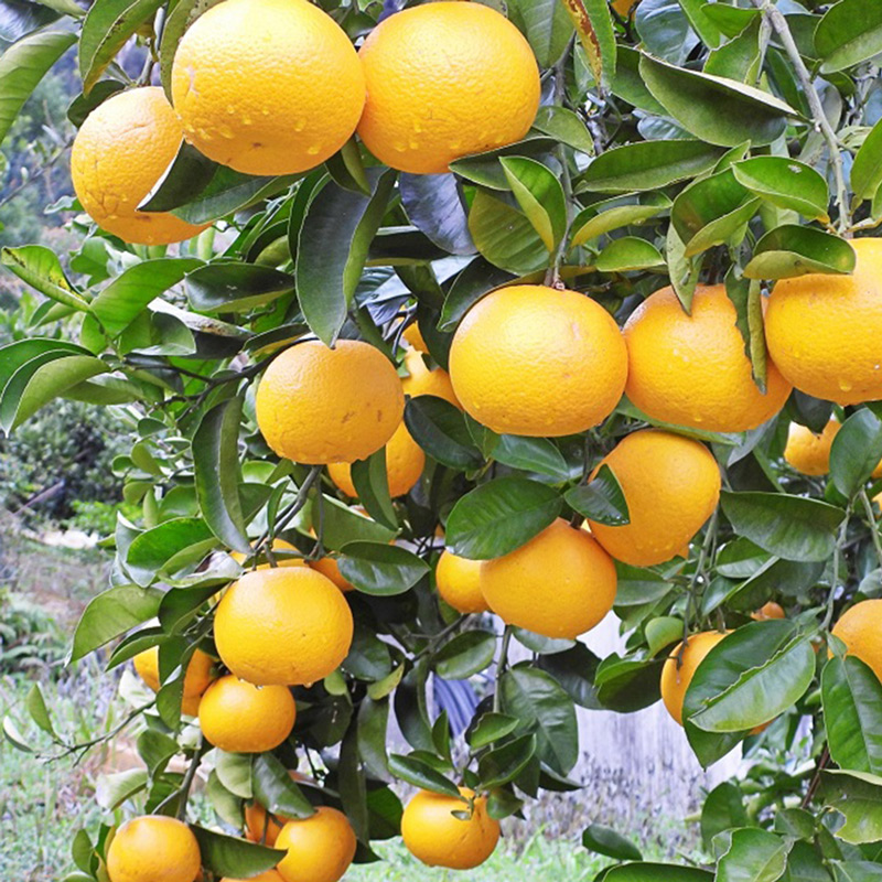 U6231n_【2026年先行予約】木成り八朔 秀品 約10kg Lサイズ 和歌