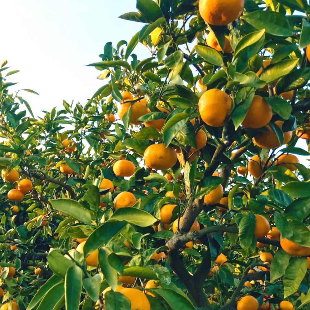 AB7068n_【高糖系みかん】越冬本貯蔵 丹生系みかん 約5kg