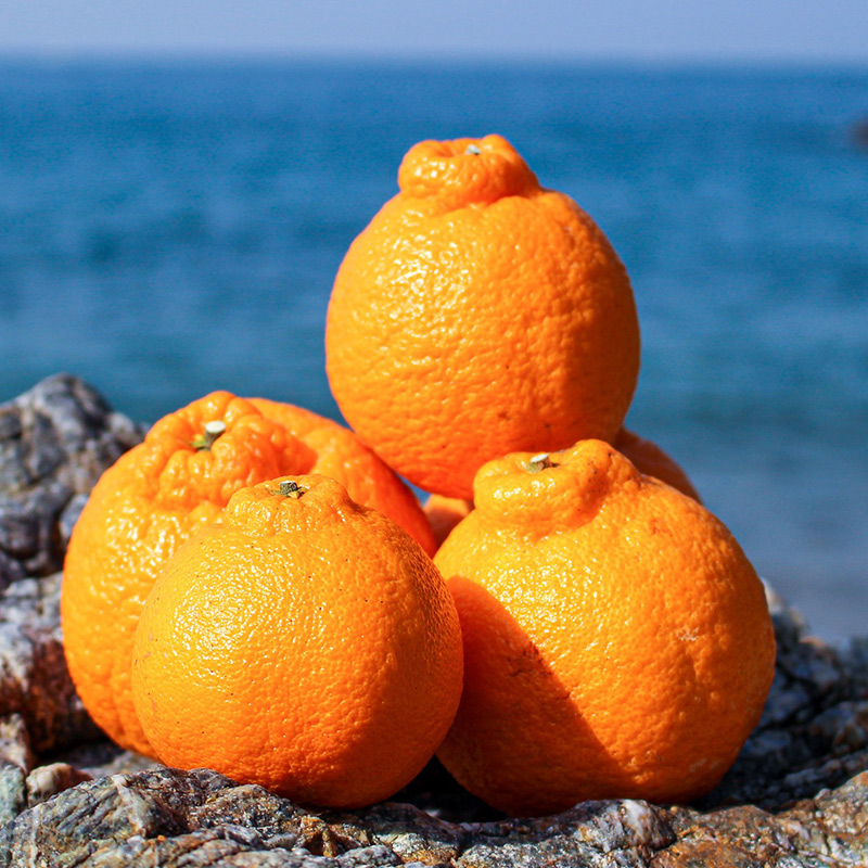 EA6107_【訳あり・ご家庭用】 和歌山県産 完熟 不知火 5kg 甘