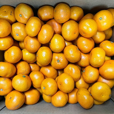 AT6323_ご家庭用　旨味凝縮 有田みかん 約5kg (SS、Sサイズ)【