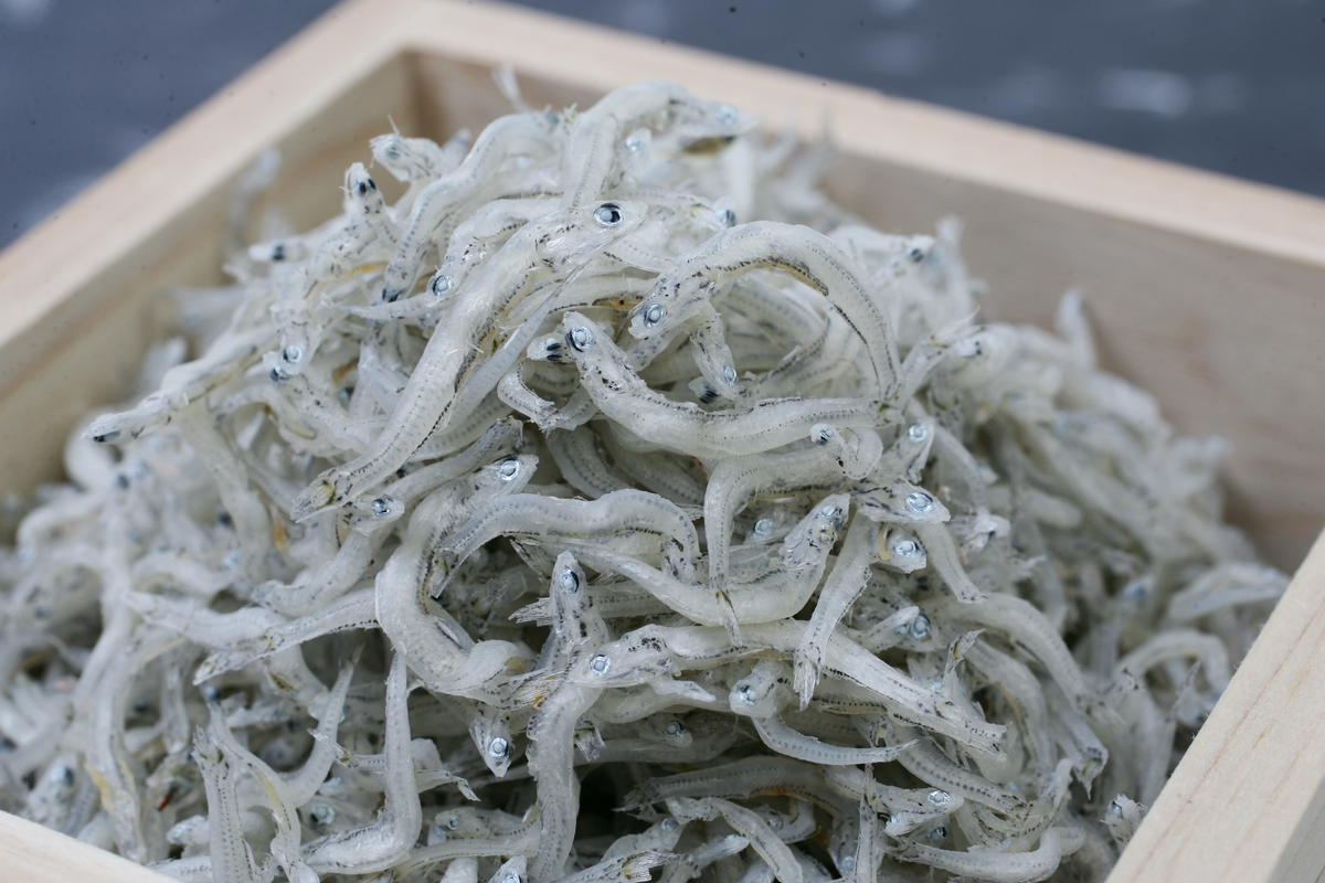 C6033_まるとも海産【冷蔵】特選 天日干し ちりめん 木箱 800g