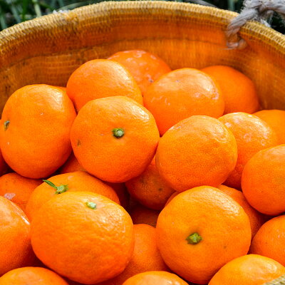 EA6015n_濃厚な味わいのこだわり 有田みかん 2kg (早生みかん