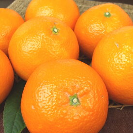 V7402_伊予柑(いよかん)[約8kg]和歌山県有田産 春みかん (果実