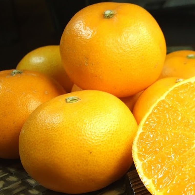 V7411_せとか 秀品 約2.8kg 和歌山県有田産 春みかん 春柑橘 (