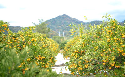 ZF6305n_ちょっと傷あり【完熟早生・有田みかん】M～SSサイズ