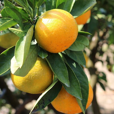 ZE6415_【秀品】有田みかん 和歌山県有田産 2kg (2S～Lサイズ混