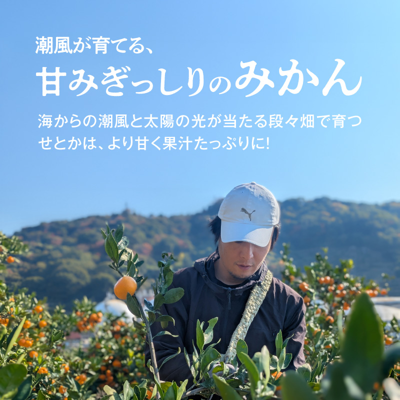 DZ6207_ご家庭用 せとか 和歌山 有田 S～3Lサイズ 大きさお任