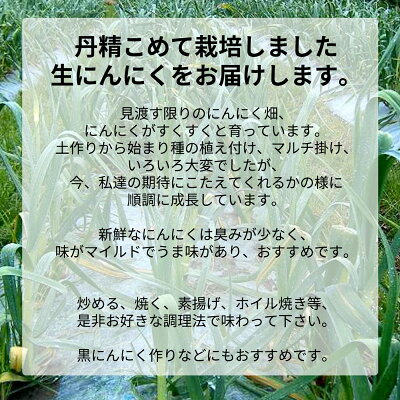 BB6029n_由良町産 にんにく 秀品 Lサイズ 2kg (1kg×2)