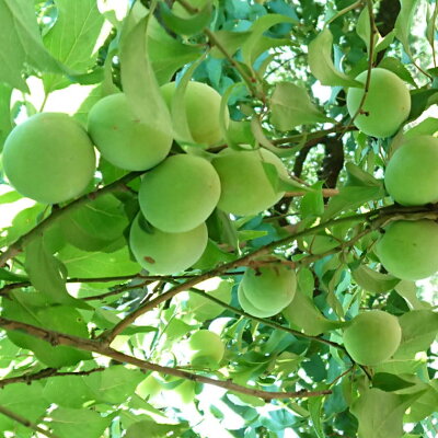 ZD6711_【2026年先行予約】【和歌山名産】南高梅 約3kg（サイ