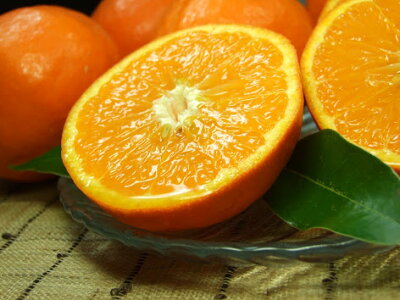 V7418_セミノール オレンジ 約2.8kg 和歌山県有田産 春みかん (