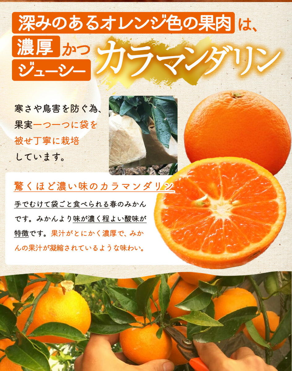 ZS6159_主井農園 高級 カラマンダリン 2kg サイズ混合