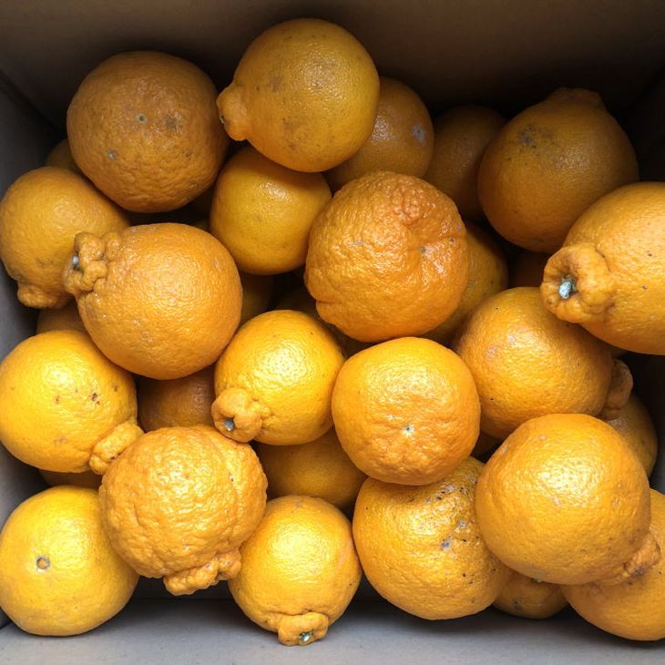 ZD6384n_【2026年先行予約】【濃厚】有田の不知火 (デコポン) 