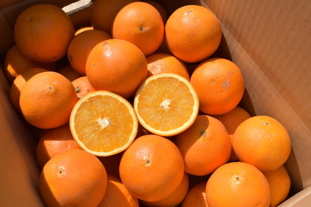 BL6105n_【2026年先行予約】和歌山県産 清見 10kgサイズ混合