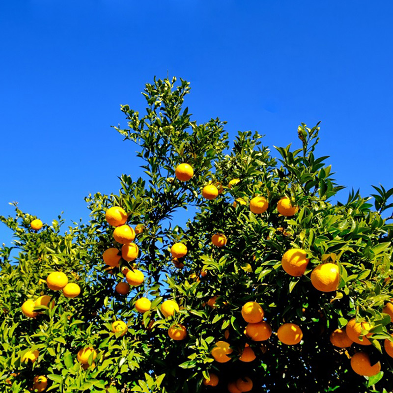 U6301_【2026年先行予約】八朔 秀品 約10kg Lサイズ 和歌山県有
