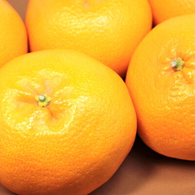 U6308_【2026年先行予約】はるみ 秀品 約4～5kg 和歌山県有田産