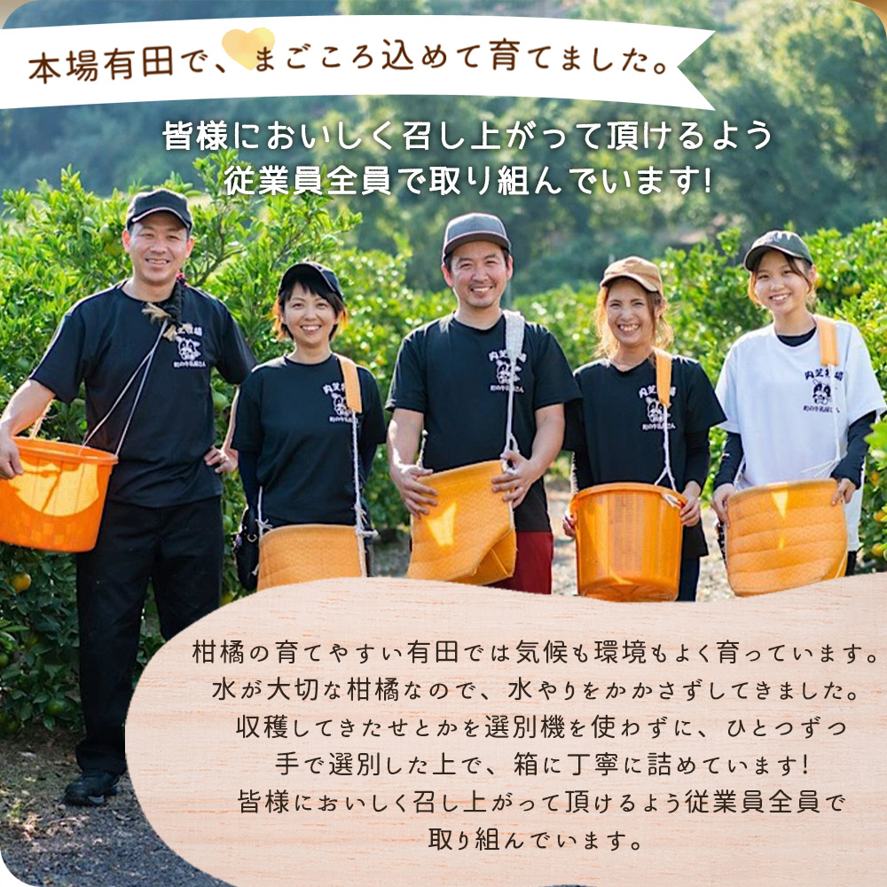 ZE6401n_【2026年先行予約】湯浅町産せとか11～15玉（M～2Lサイ