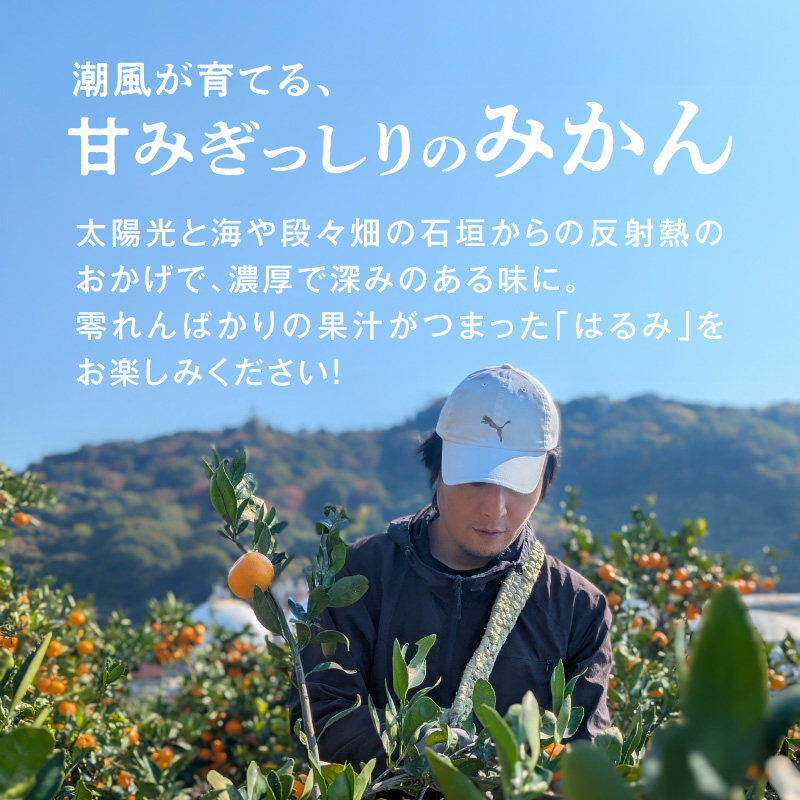 DZ6109_【2026年先行予約】秀品 はるみ 和歌山 有田 S～2Lサイ