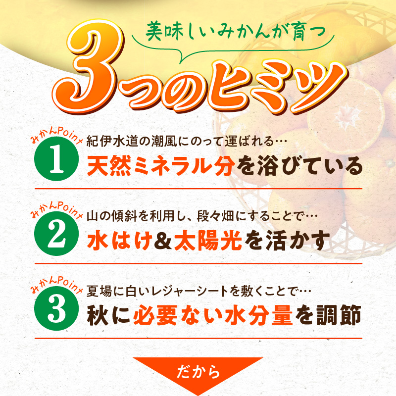 G7339_【2026年11月下旬頃より発送】高級ブランド 秀品 紀州有