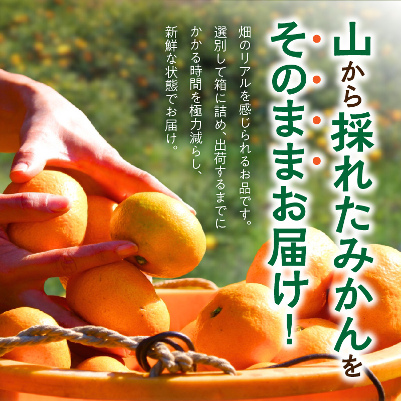 MK1050_みかん 山から直送 箱込 1kg ( 内容量 0.9kg ) 鮮度優先ご