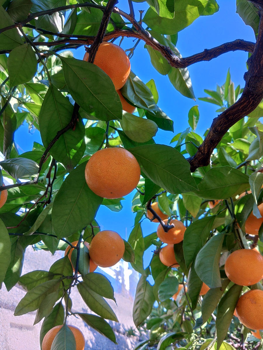 BK6011_【2026年先行予約】庄助みかん (家庭用・サイズ混合) 