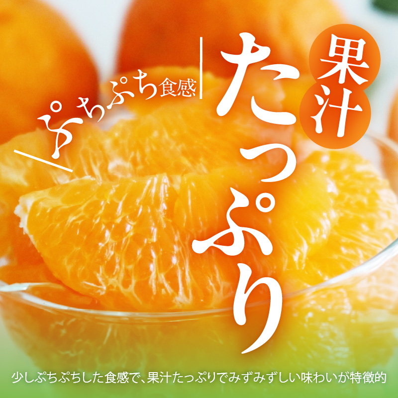 MK1014_不知火 (しらぬい) 秀品 玉ぞろい 箱込 2.5kg (内容量約2.