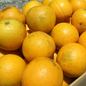 V7031_バレンシアオレンジ 約5kg 湯浅町田村産 (無選別・果実