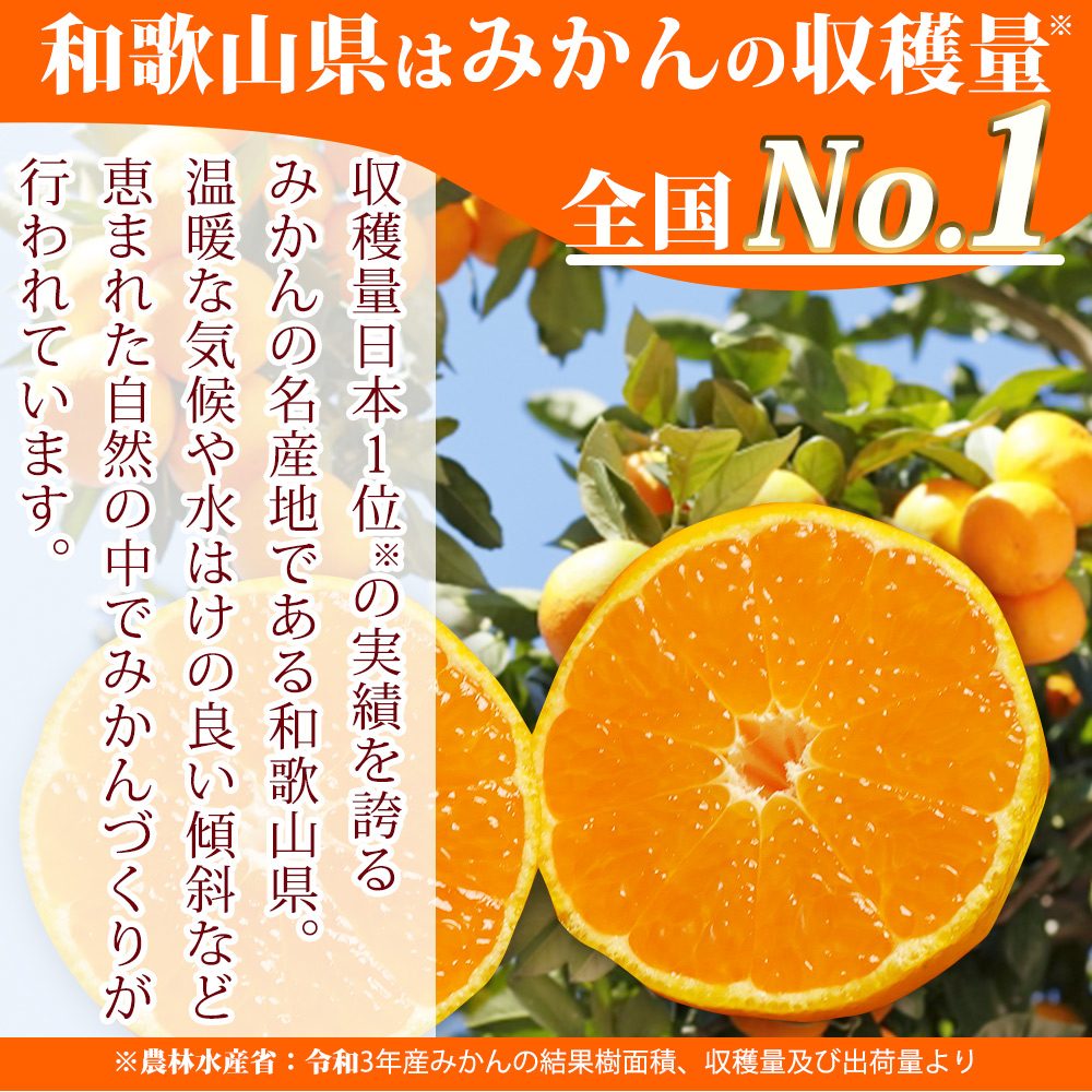 G7340_【2026年11月下旬より発送】高級ブランド 田村みかん 5kg