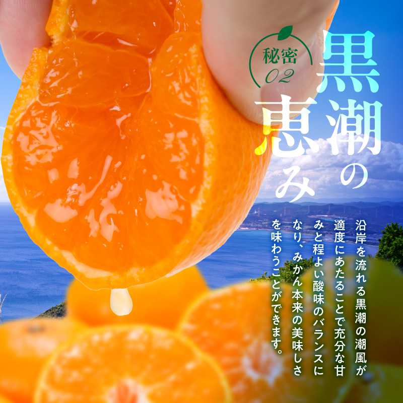 V7472_【2026年先行予約】田村みかん／9kg秀品【大玉サイズ】