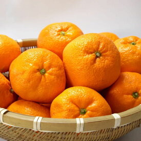 ZD92069_エコファーマーのこだわり 有田みかん 10kg (サイズ混