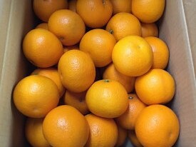 ZE6074n_【2026年先行予約】有田の八朔 (はっさく) 10kg （Mサイ