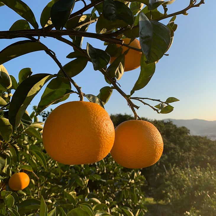 ZE6079n_【2026年先行予約】有田の八朔 (はっさく) 【化粧箱 】