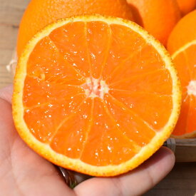 ZE6112n_【2026年先行予約】有田の不知火(しらぬひ)　6玉× 3箱