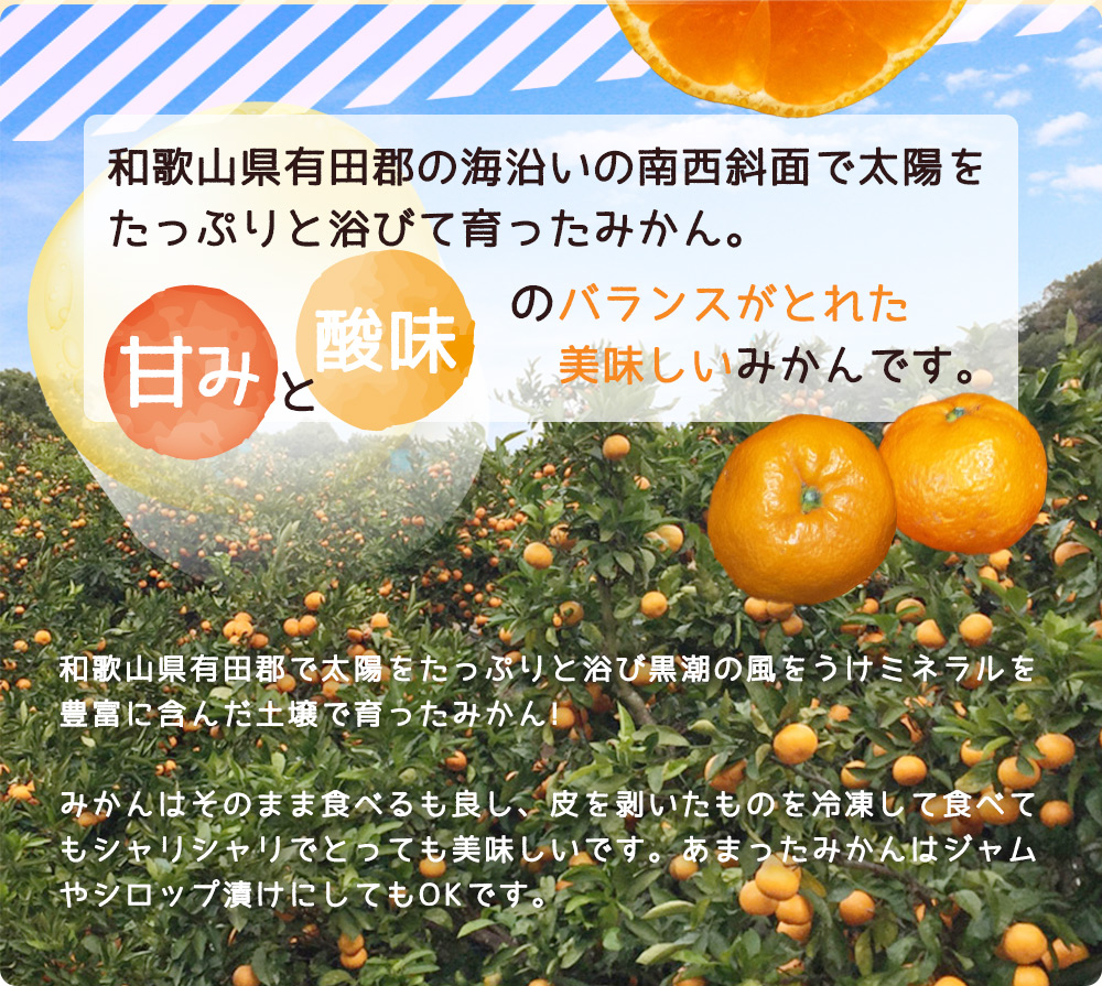 ZJ6079_ご家庭用　和歌山 有田みかん 約10kg (2L、3Lサイズ)【湯