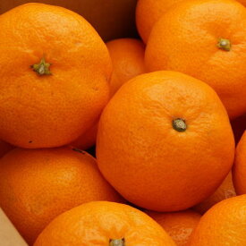 ZD6189n_ 【2026年先行予約】【秀品】 和歌山 有田みかん 5kg (S