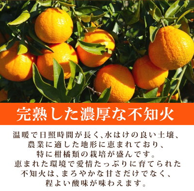 G7356_【2026年先行予約】不知火 5kg デコポン 柑橘の王様 甘い