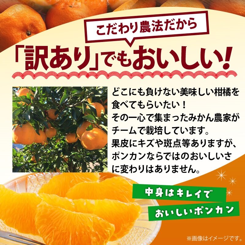 AB6010n_【極甘柑橘】有田育ちの 濃厚 ポンカン 【訳あり 家