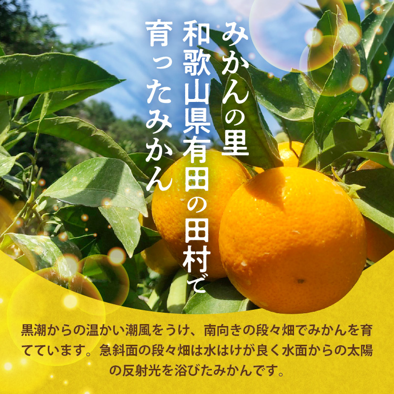 H6012n_天の恵み 温州みかん 訳あり 5kg【ミカン 蜜柑 柑橘 温